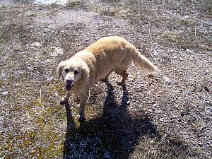This dog trotted alongside us during our entire ride!
