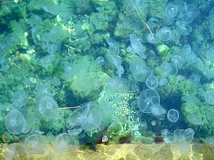 Jellyfish attack!