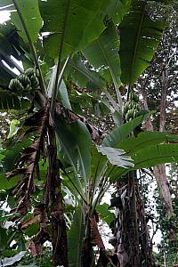 Walking by some banana trees!