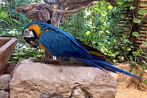Hi mister toucan!